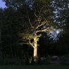 Markspett Acorn LED spotlight 36W belyser ett träd