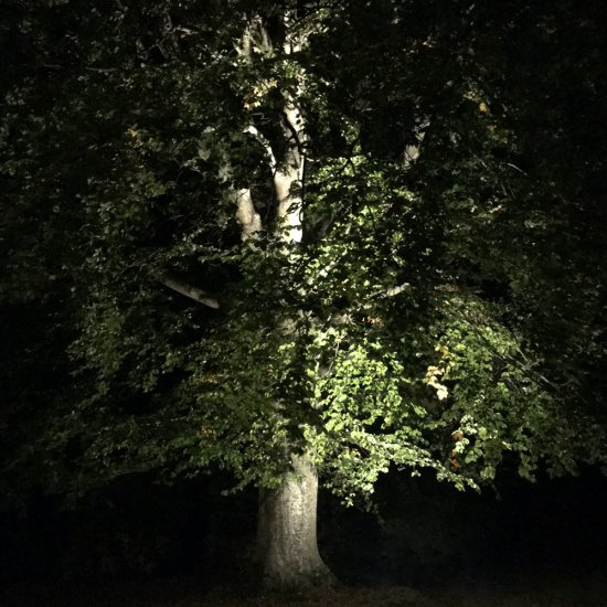 Castor markspotlight med 15W LED - miljöbild