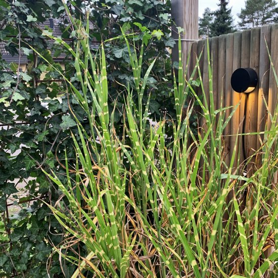 Nero fasadlampa med 4W LED - i bakgrunden på ett plank