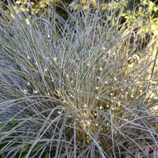 Twiggy LED ljusdekoration 14W - Miljöbild 2